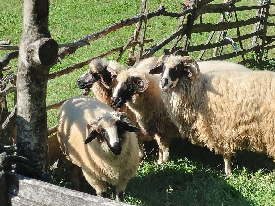 Trei oi și un berbec