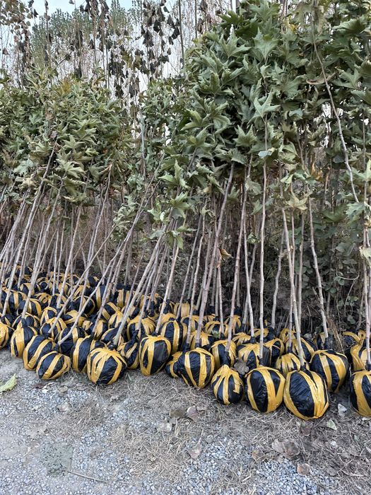 Декоратив кучатлар бор комли Manzarali ko’chatlar turpogi bilan bor