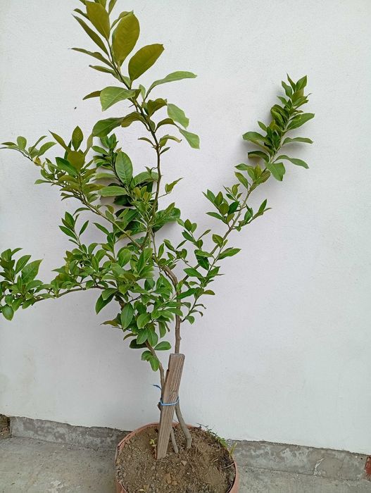 Pom lamai in Ghiveci