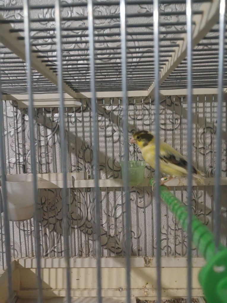 Kanareyka moda avliy blan lemon