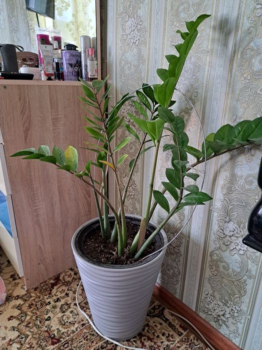 Замиокулькас срочно продаётся!