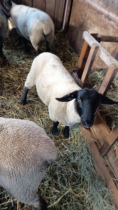 Vand  2 mielute suffolk