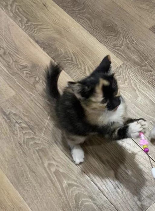 Mushuk hadiyaga beriladi