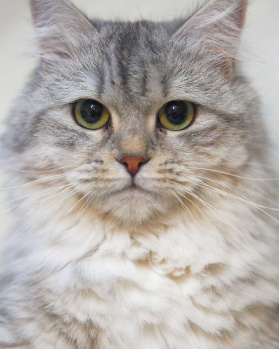 Pisica Siberiana - Felisa Autorizata