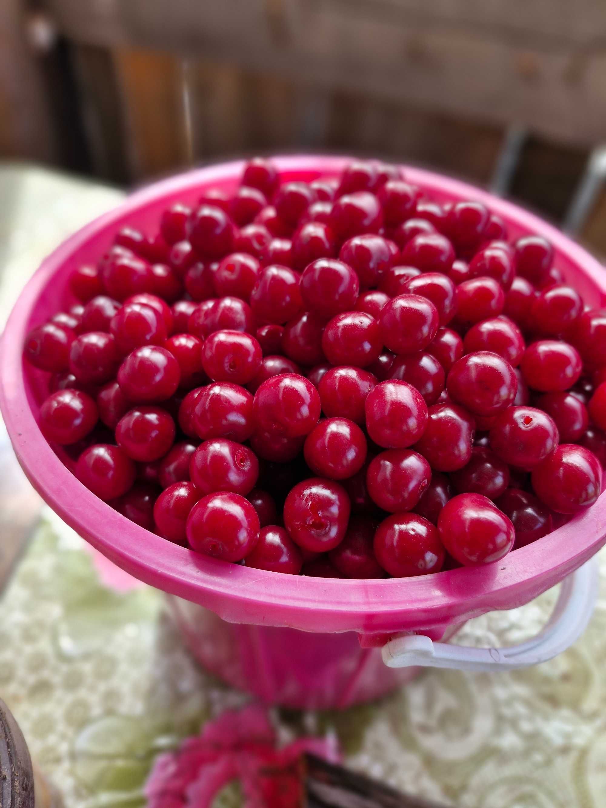 Вишня крупная дачная