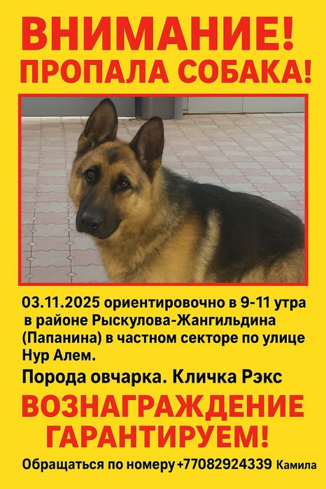 Потерялась собака овчарка