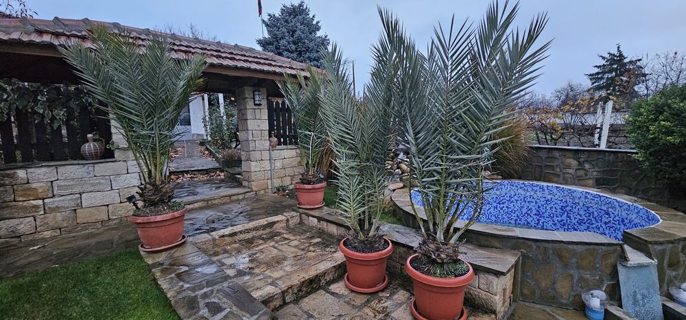 Канарска финикова палма