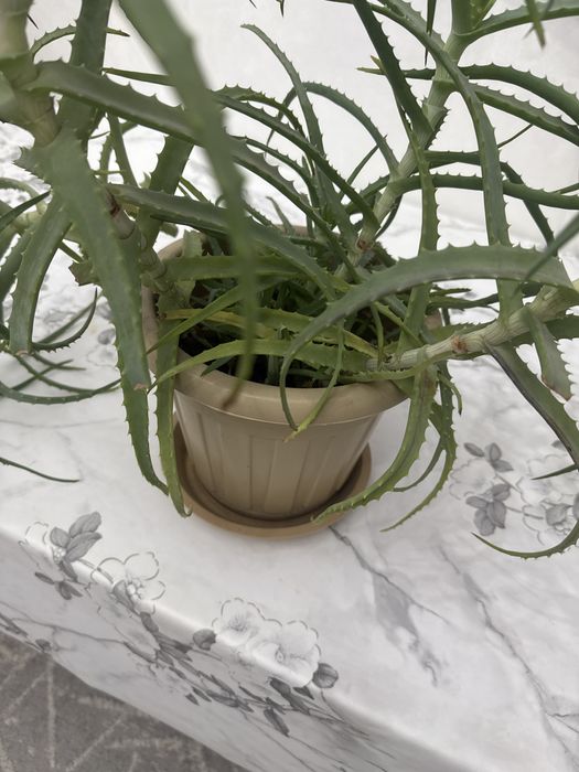 Расстения домой,дикор