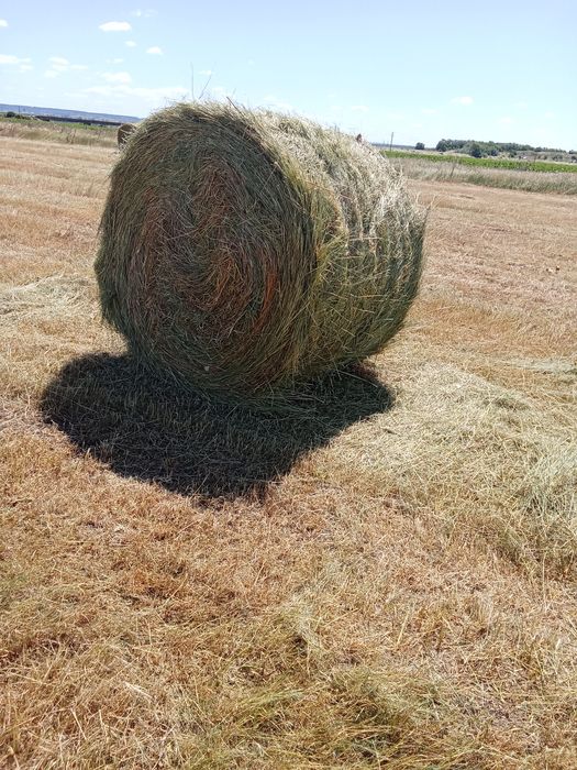 Baloți de fîn ..
