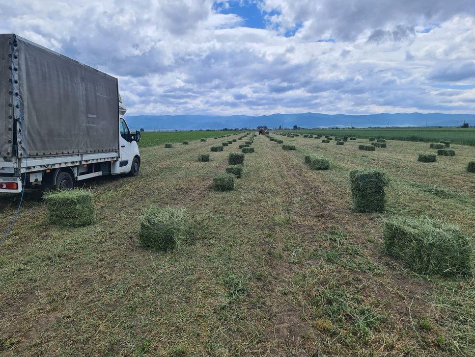 Vand Lucernă și otavă Producție 2024  transport la domiciliu