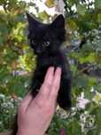 Котята  отдам хорошие руки