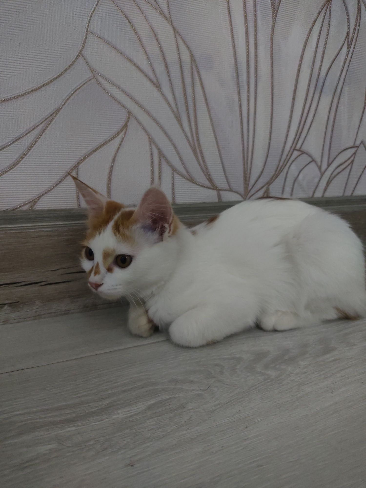 Отдам котят в заботливые руки