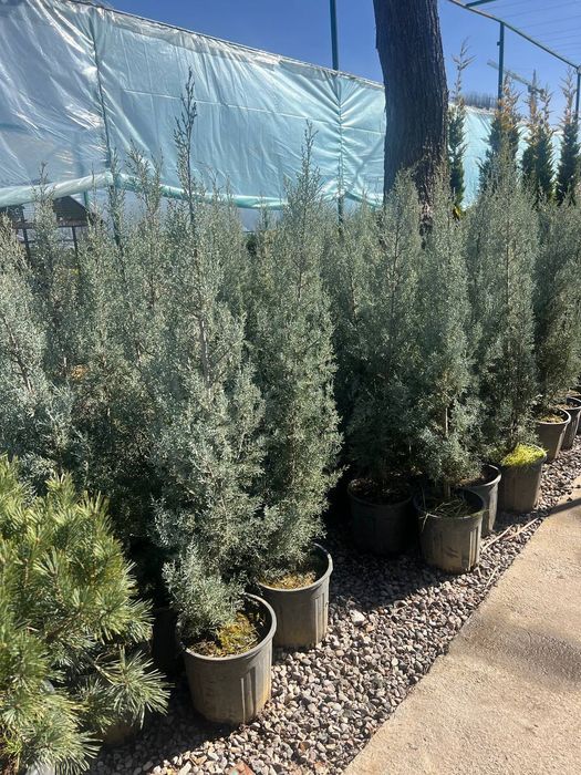 Italiya va Turkiyadan keltirilgan ideal turlar