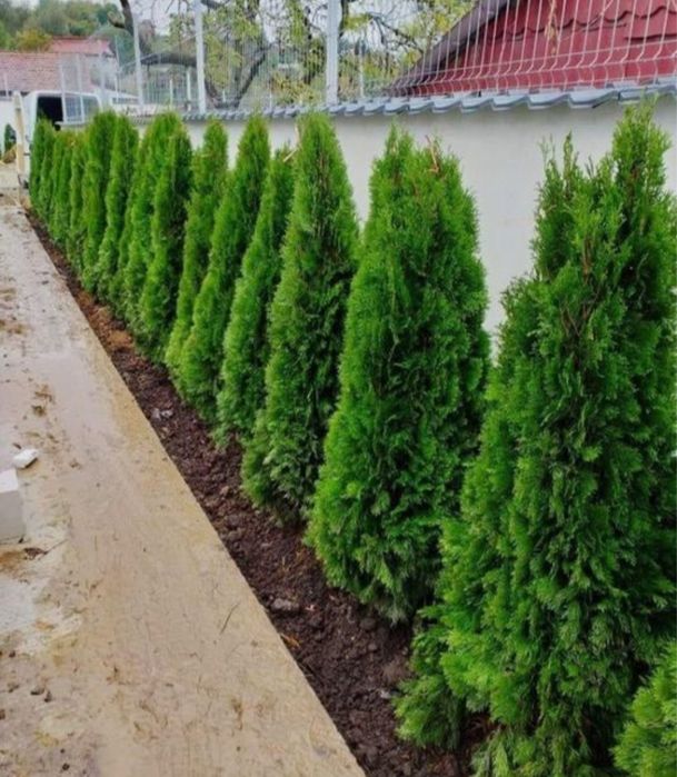 Leylandii gard viu tuia smarald oriunde in tara