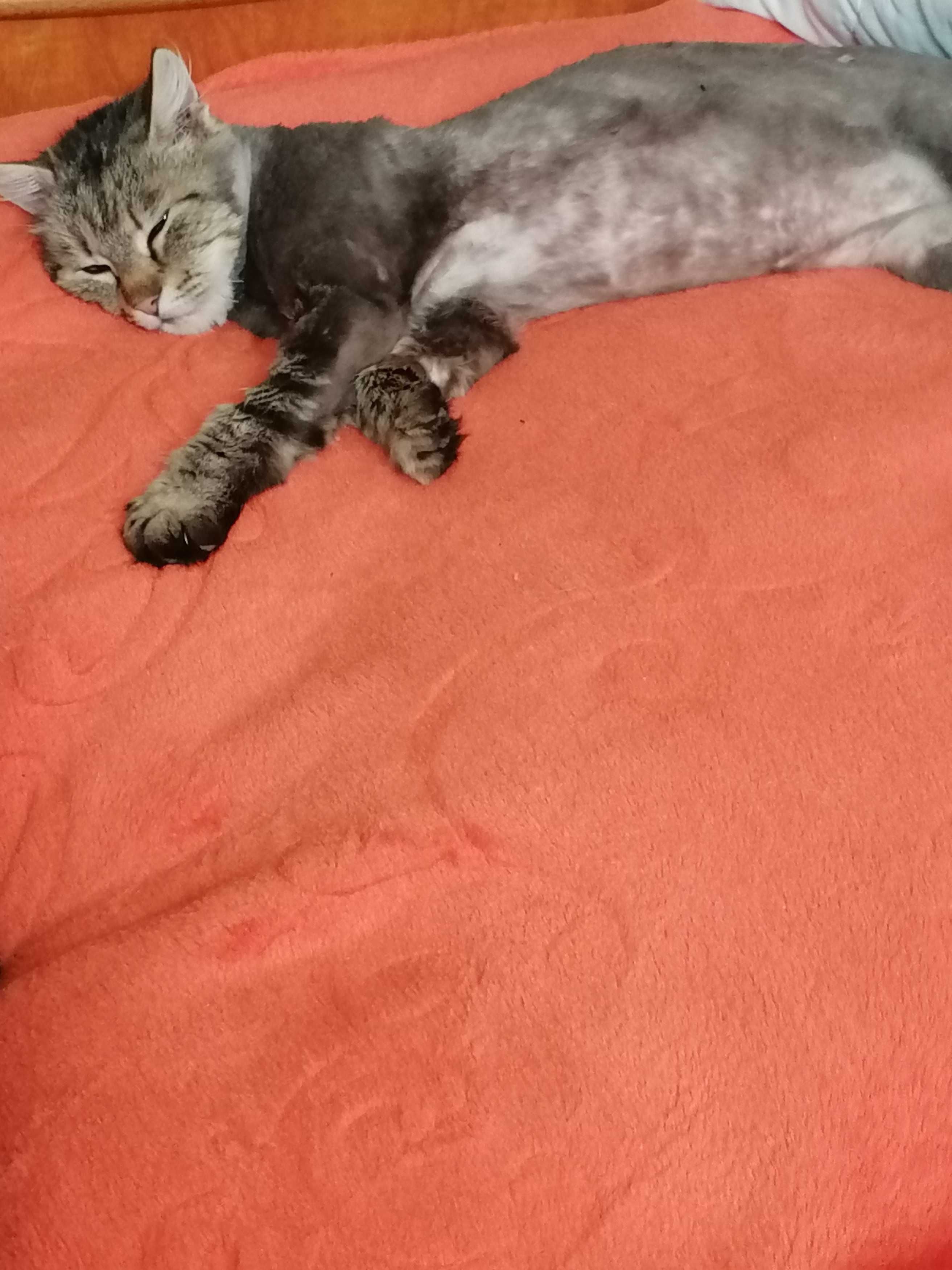 Tund căței la domiciliul