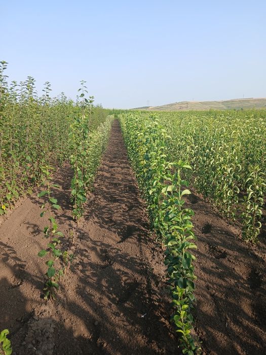 Pomi fructiferi certificati fitosanitar