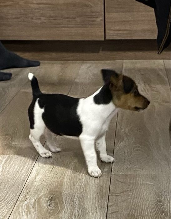 Малък Джак Ръсел териер