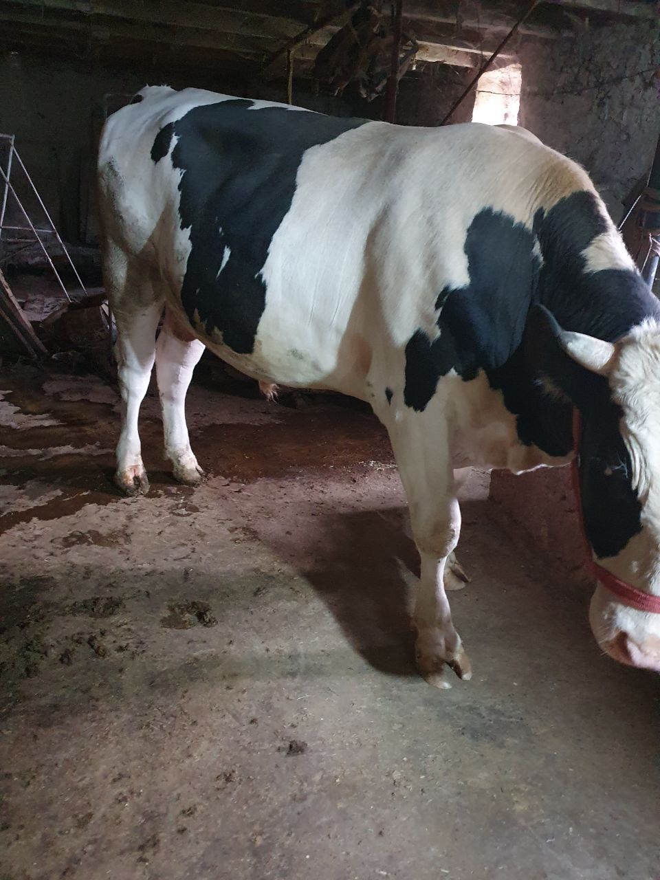 Chornaya pyostriy buqa sotiladi