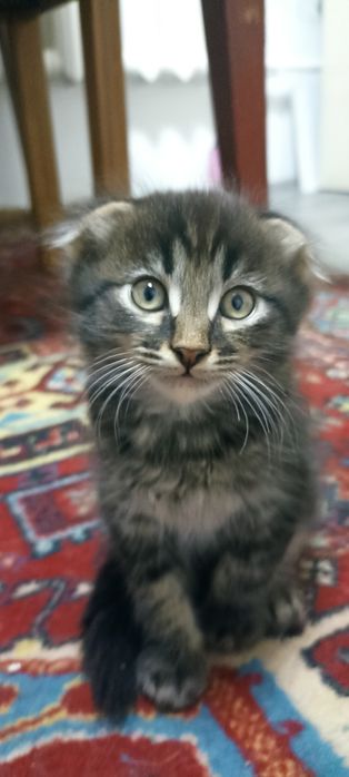 Отдам котят в хорошие руки