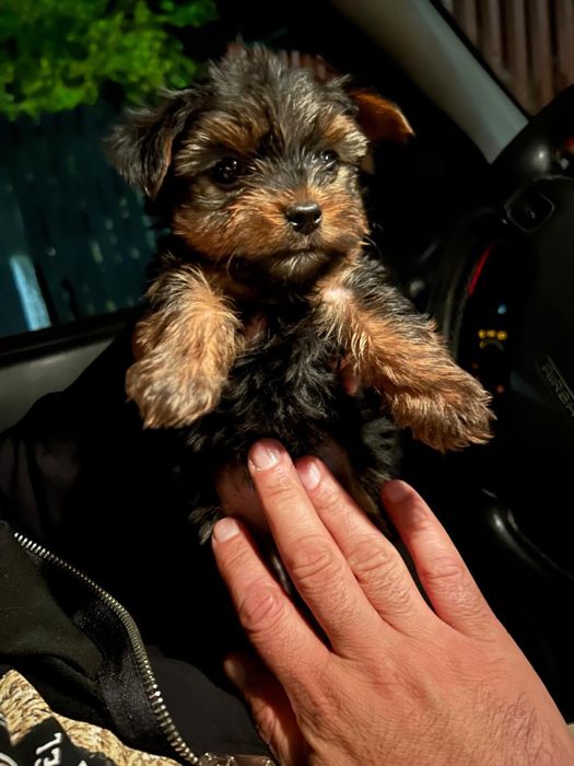 Yorkshire terrier femela 3 luni