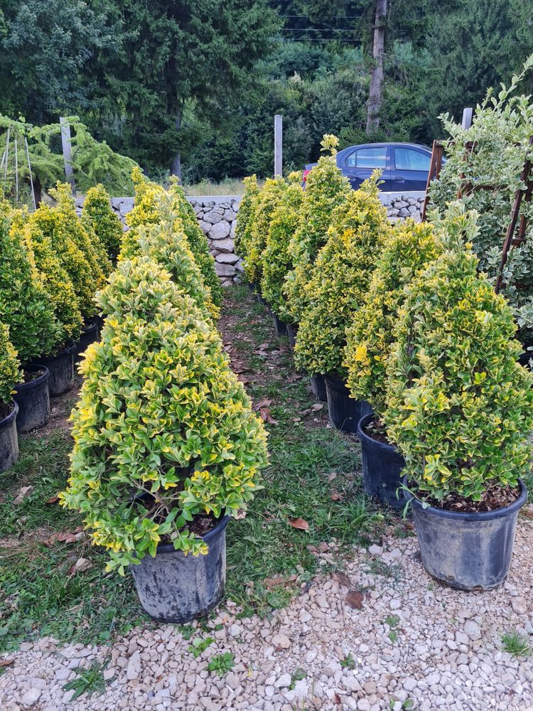 Amenajez grădini cu plante ornamentale