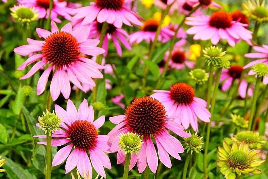 catina/ -80 ron deshidratate BIO ptr imunitate pachet mic