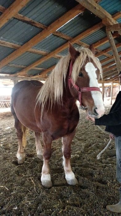 Iapa/ Manză de 4 ani de vânzare!