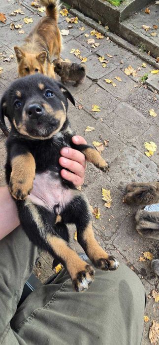 Подарявам кученца