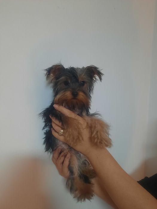 Йоркширски териер мини мъжко