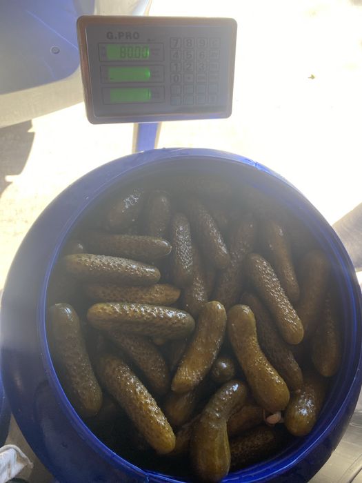 Castravetii murati