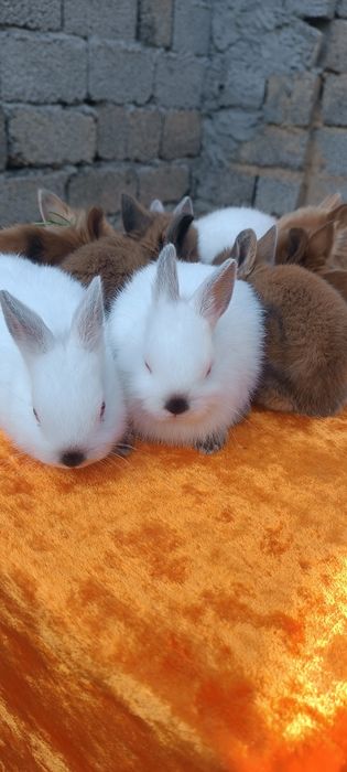 Karlik shirin quyonchalar