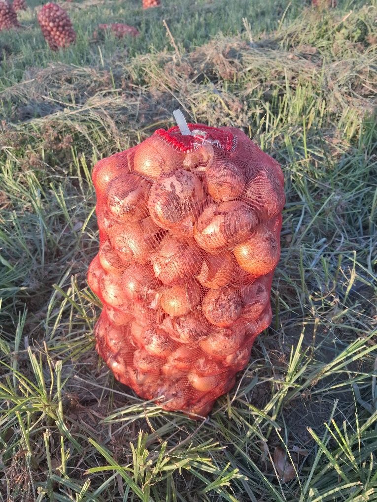 Пиез дулоб экспортга.ута йирик нархини кэлишамиз