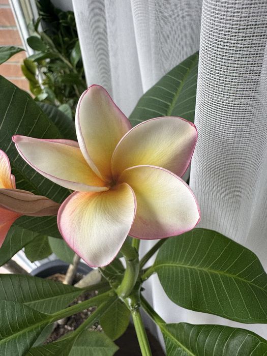 Плюмерия, франжипани, цветок Бали. Комнатный цветок