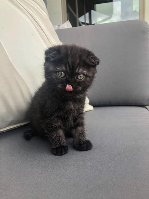 Шотландский вислоухий котёнок