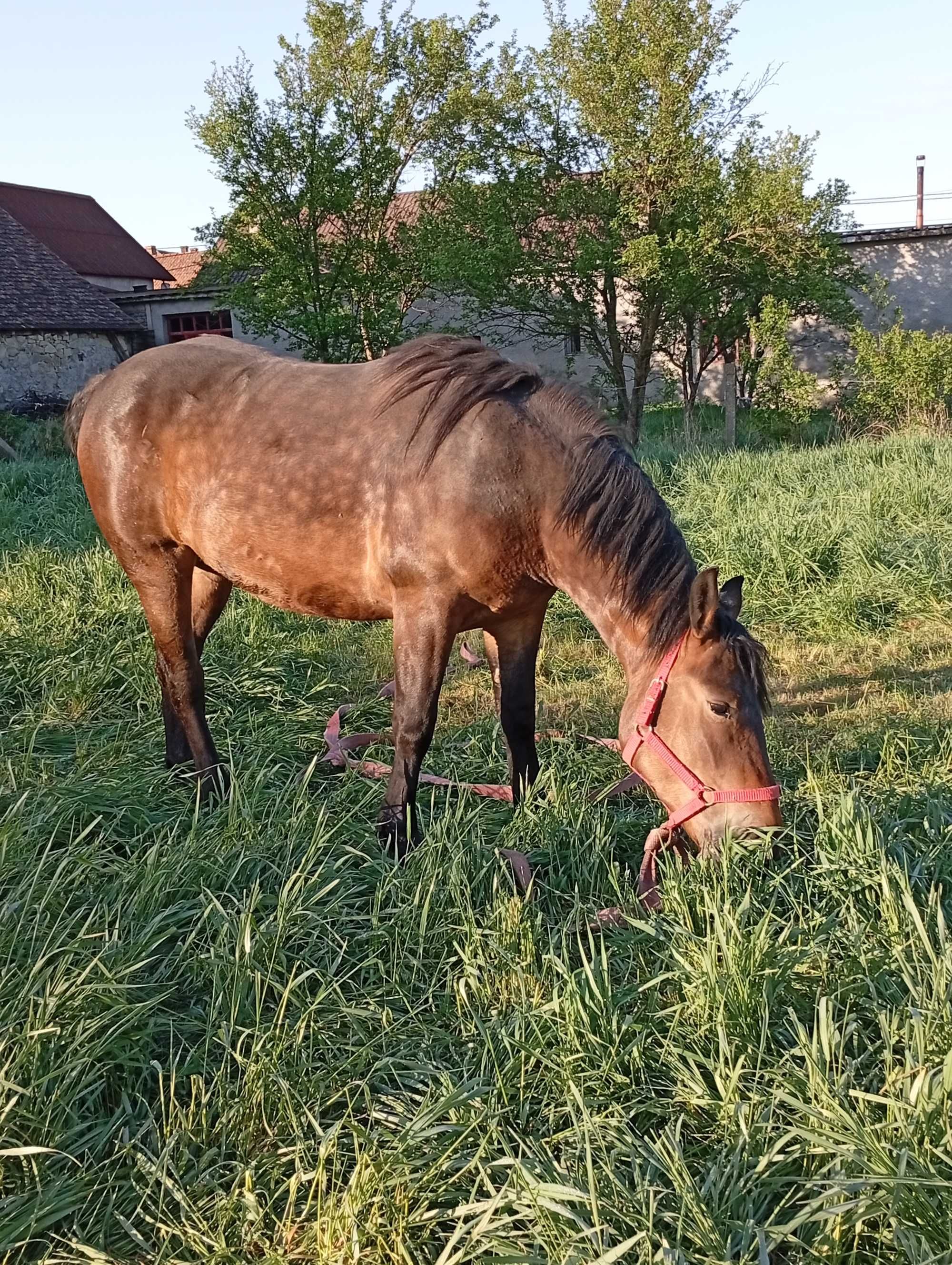 De vânzare mânză de 2 ani