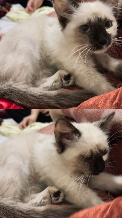 Сиамская котята за 5000тг