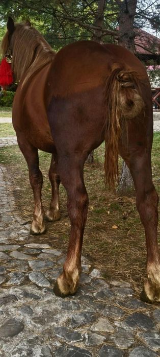 Mânz de 2 ani castrat de vânzare învățat la căruță.