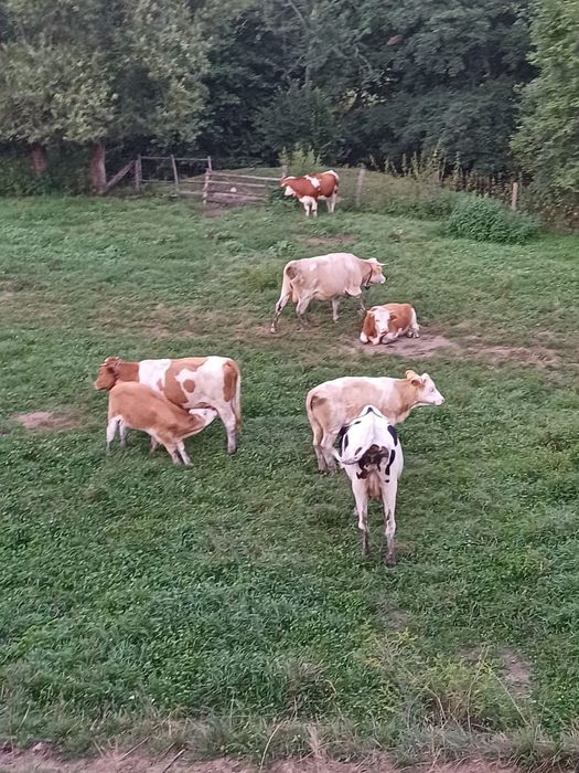 Vand vaci baltata romaneasca