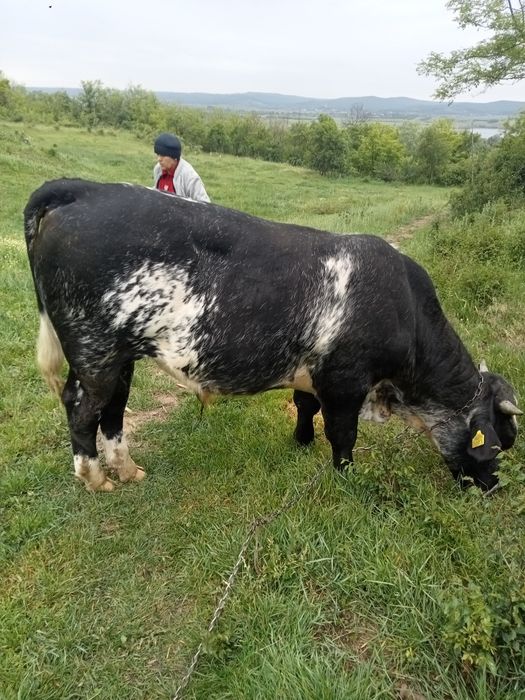 Vițel albastru belgian