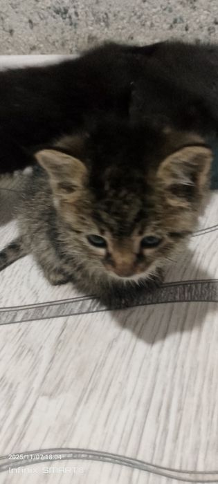 Отдаю котят хорошим рукам