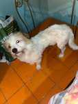 Adopție câine bichon