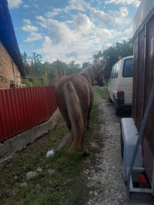 Manza de de vânzare frumosa