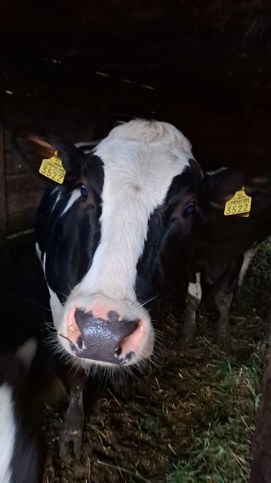 De vânzare  junica la prima fătare!