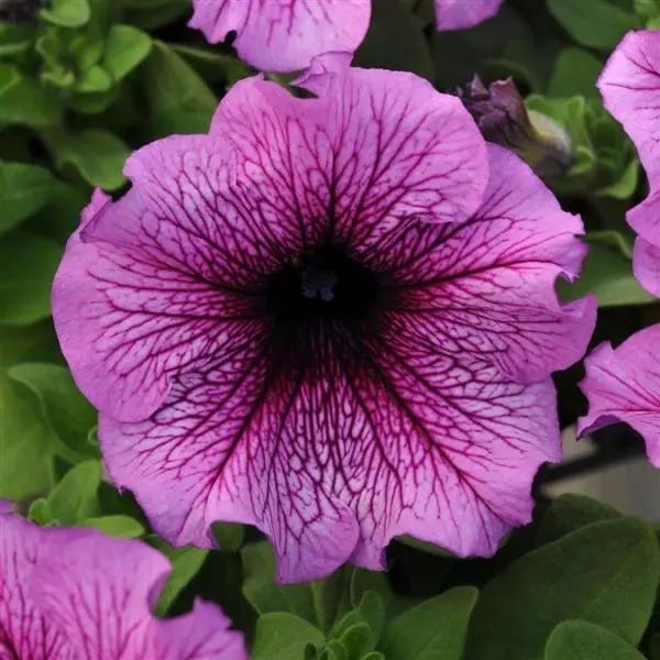 Petunia. Gul urug’i