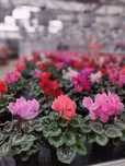 Cyclamen de vânzare/Flori ghiveci