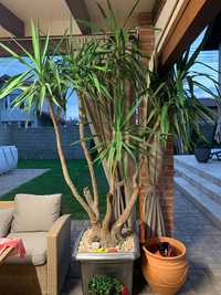 Planta ornamentala YUCCA 2.5m înălțime