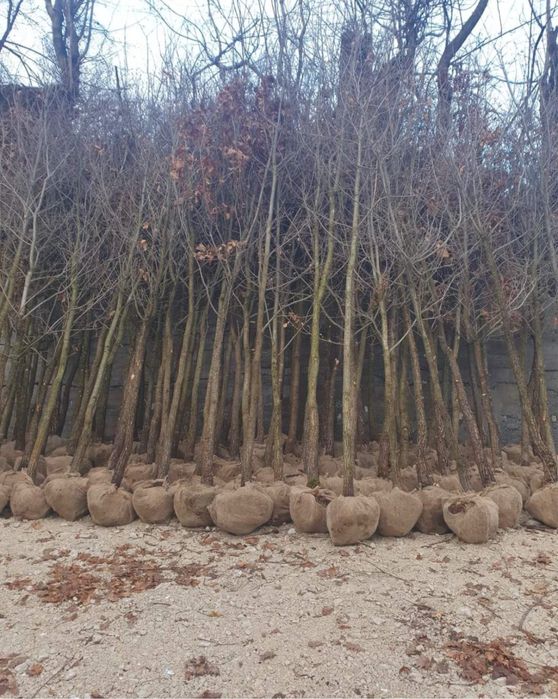Vindem tei mirositor de floare de mai multe dimensiuni oriunde in tara