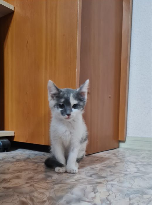 Отдам котёнка девочка