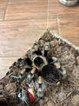 tarantula +   terariu