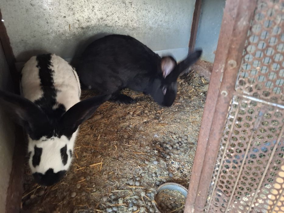 Iepuri Urias Pestrit German